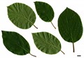 SpeciesSub: subsp. australis